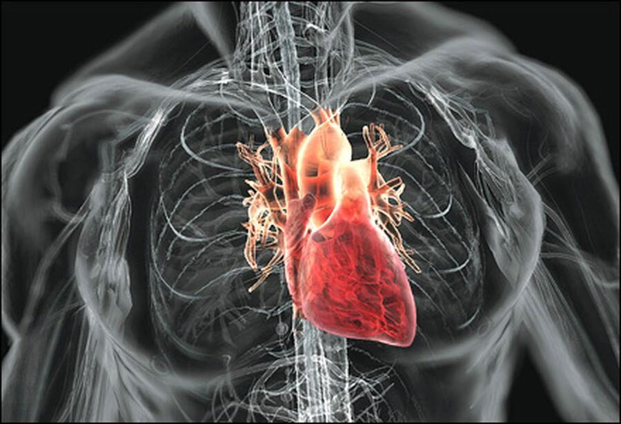 amazing-facts-about-the-human-heart-3697429